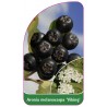 aronia-melanocarpa-viking-1