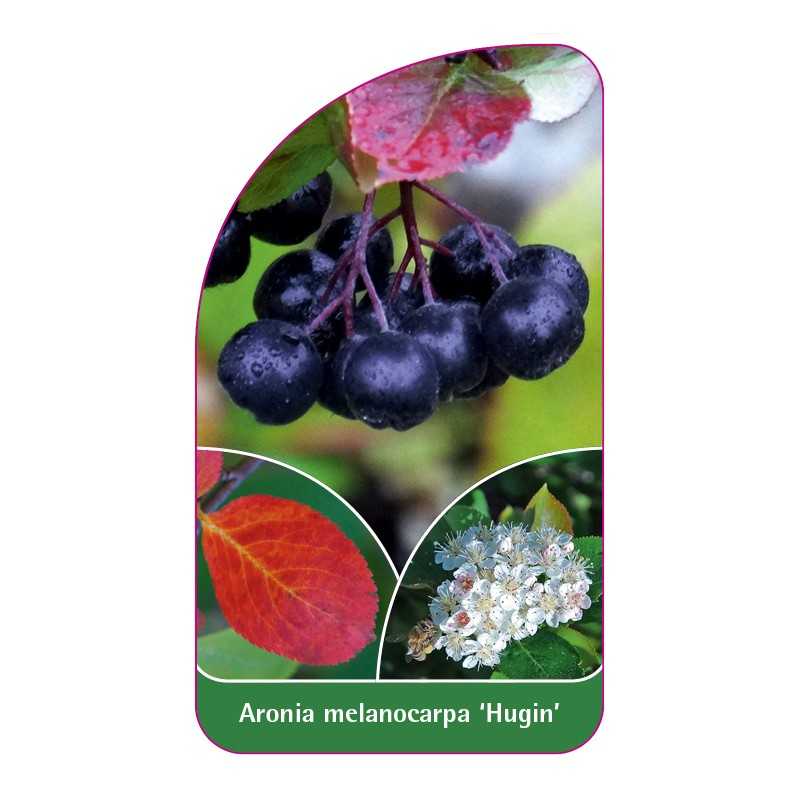 aronia-melanocarpa-hugin-1