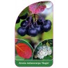 aronia-melanocarpa-hugin-1