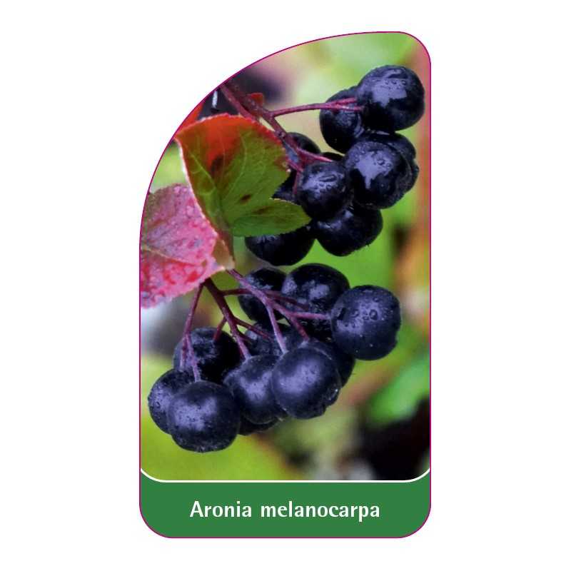 aronia-melanocarpa-a1