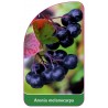 aronia-melanocarpa-a1