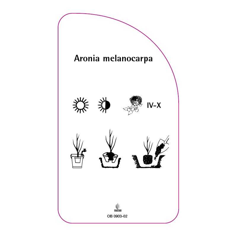 aronia-melanocarpa-a0