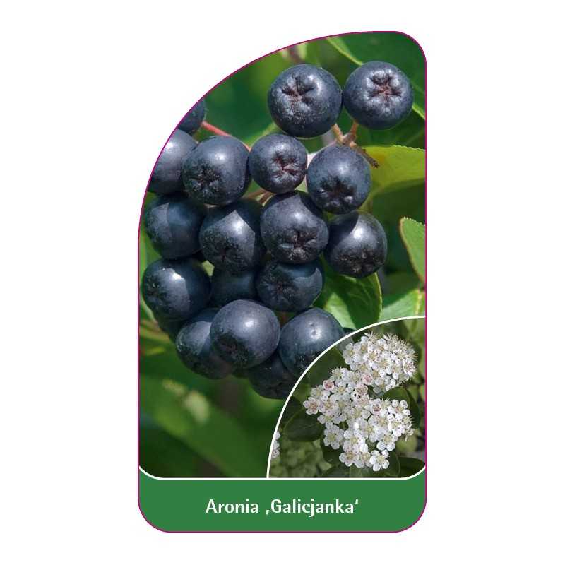 aronia-galicjanka-b1