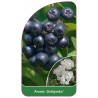 aronia-galicjanka-b1