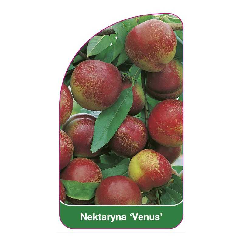 nektaryna-venus-1