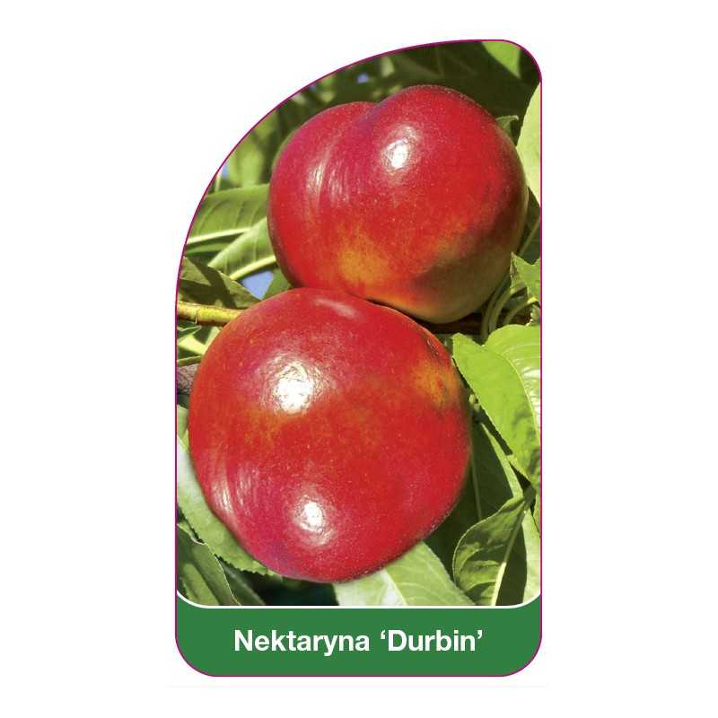 nektaryna-durbin-1