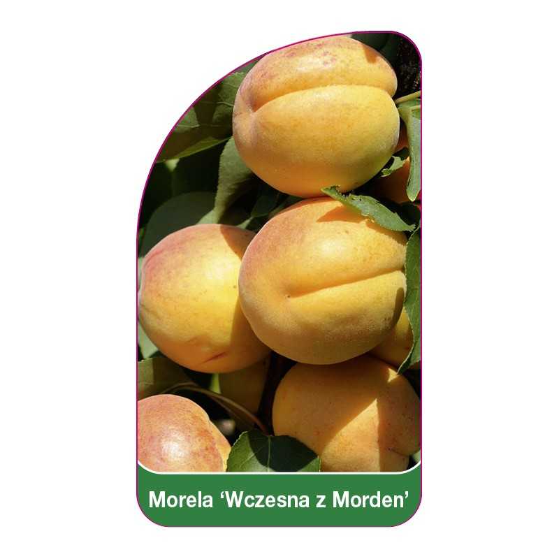 morela-wczesna-z-morden-b1