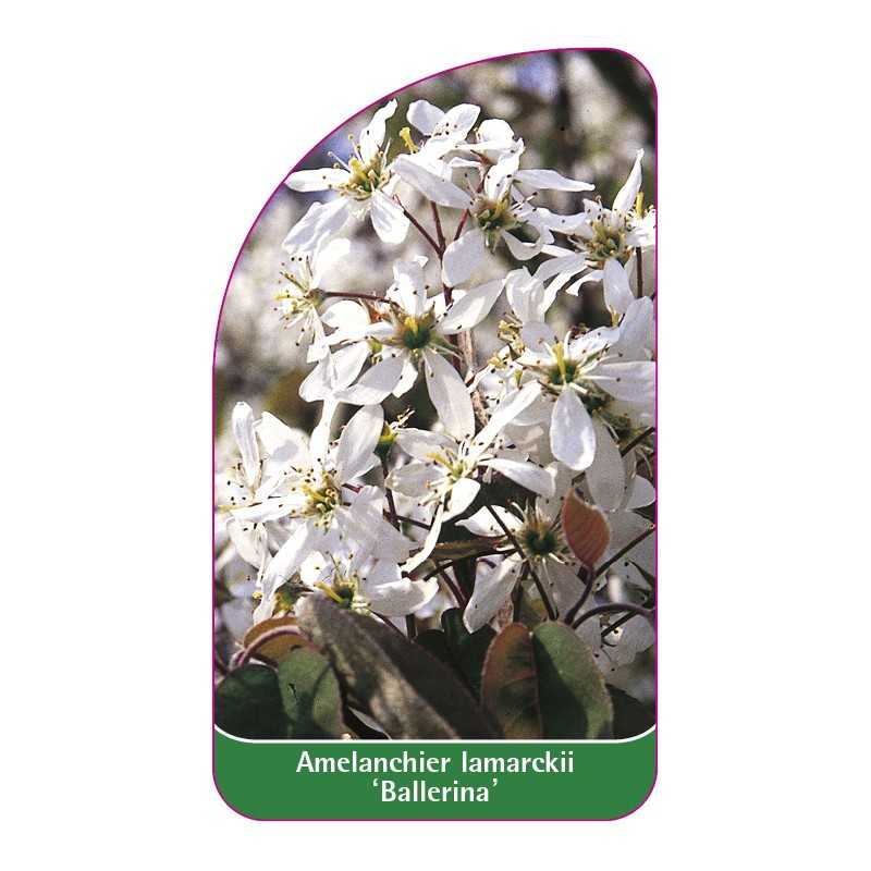 amelanchier-lamarckii-ballerina1