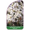 amelanchier-lamarckii-ballerina1