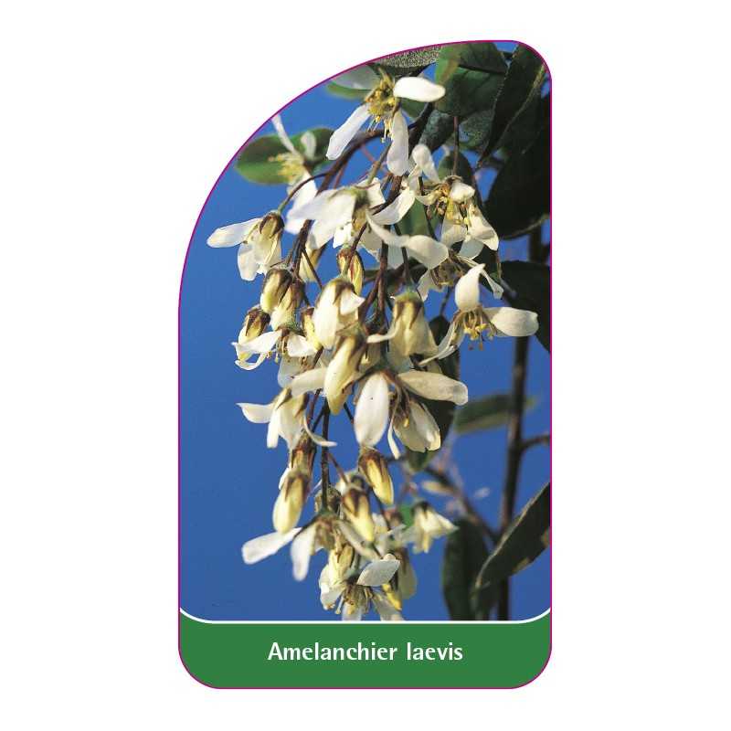 amelanchier-laevis1