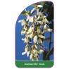 amelanchier-laevis1