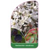 amelanchier-canadensis1