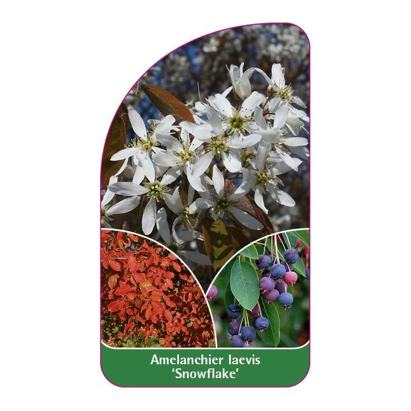 amelanchier-laevis-snowflake-1