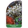 amelanchier-laevis-snowflake-1