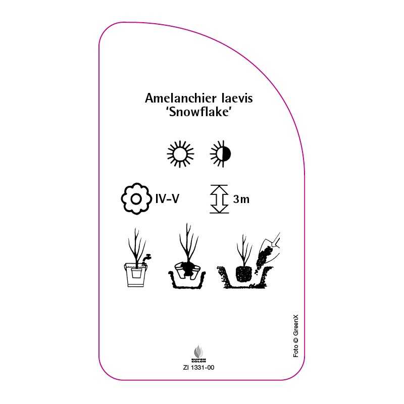 amelanchier-laevis-snowflake-0