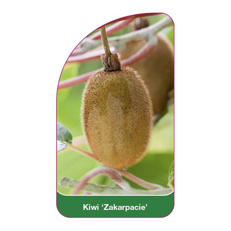 kiwi-zakarpacie-1