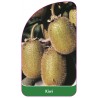 kiwi-a1