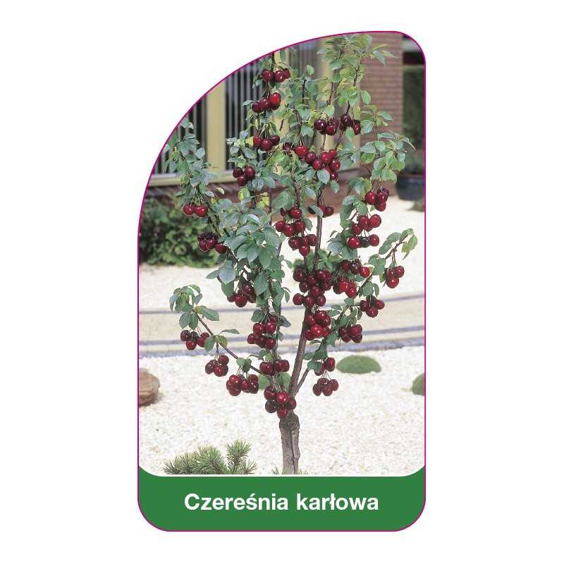 czeresnia-karlowa1