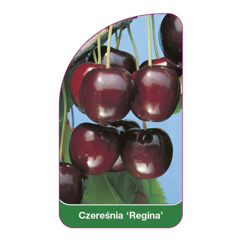 czeresnia-regina-1