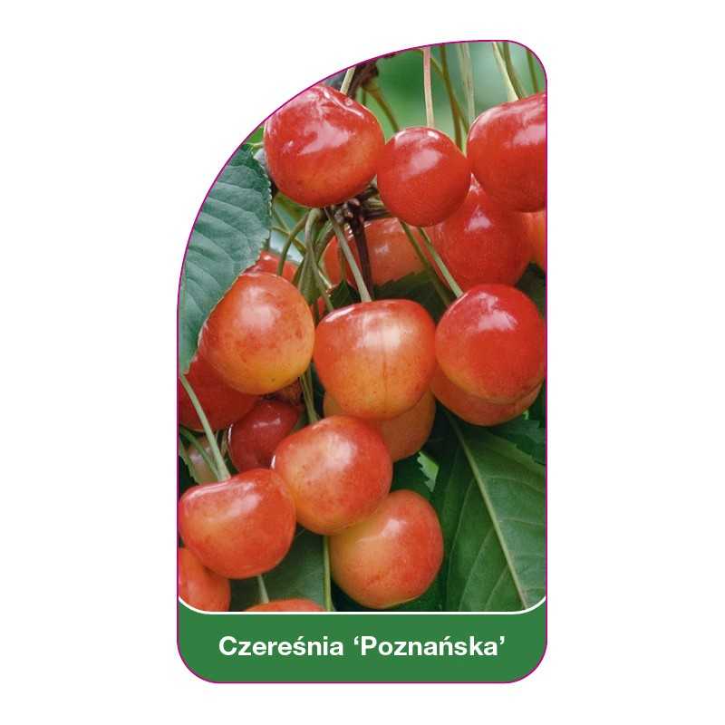 czeresnia-poznanska-1