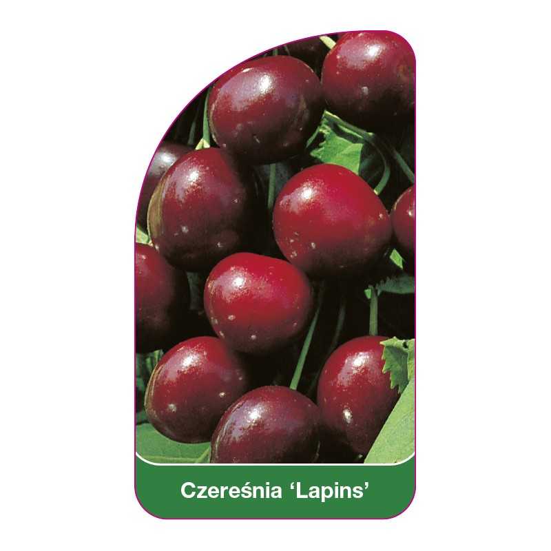 czeresnia-lapins-1