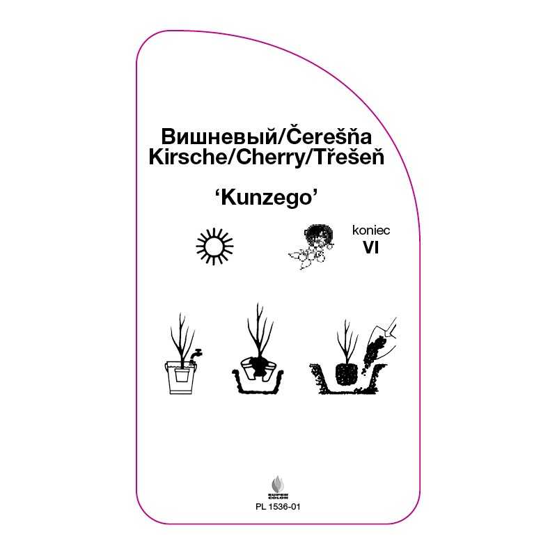 czeresnia-kunzego-b0