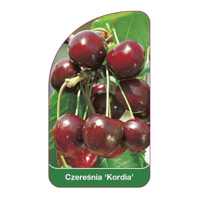 czeresnia-kordia-1