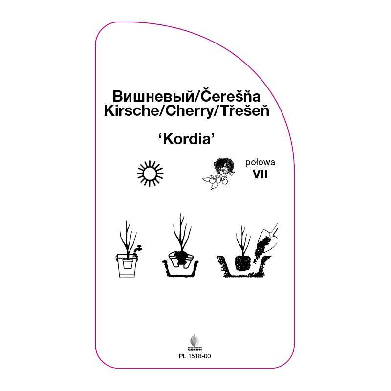 czeresnia-kordia-0