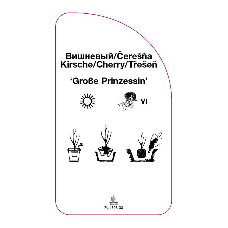 czeresnia-grosse-prinzessin-0