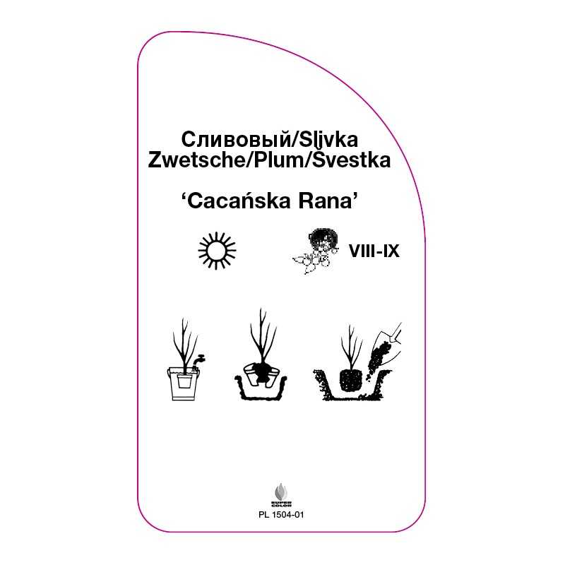 sliwa-cacanska-rana-0