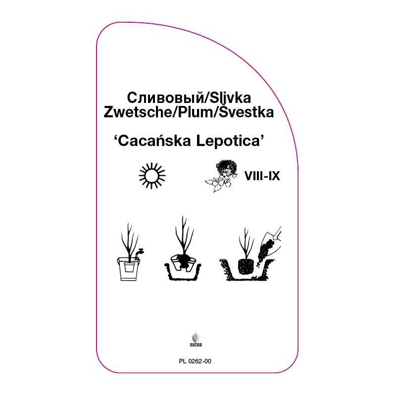 sliwa-cacanska-lepotica-a0