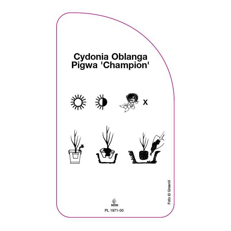 cydonia-oblanga-pigwa-champion-0