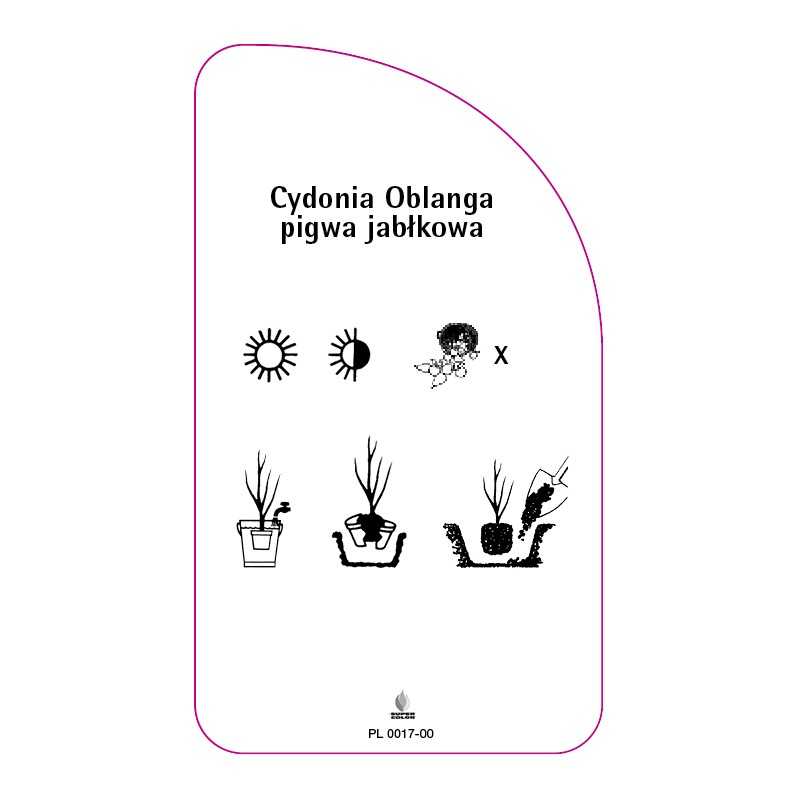 cydonia-oblanga-pigwa-jablkowa-zielona0