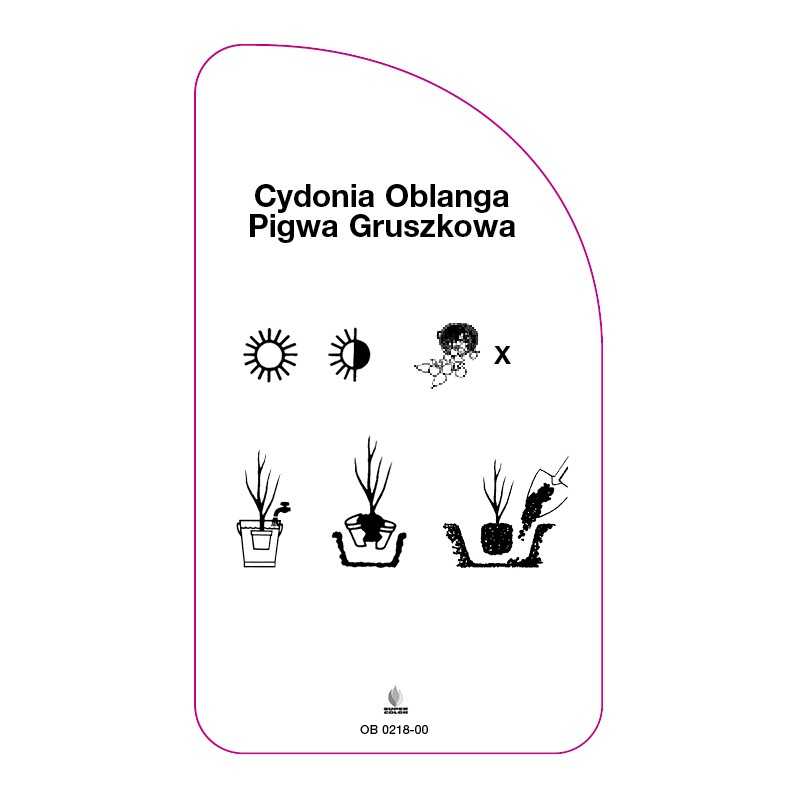 cydonia-oblanga-pigwa-gruszkowa-zolta0