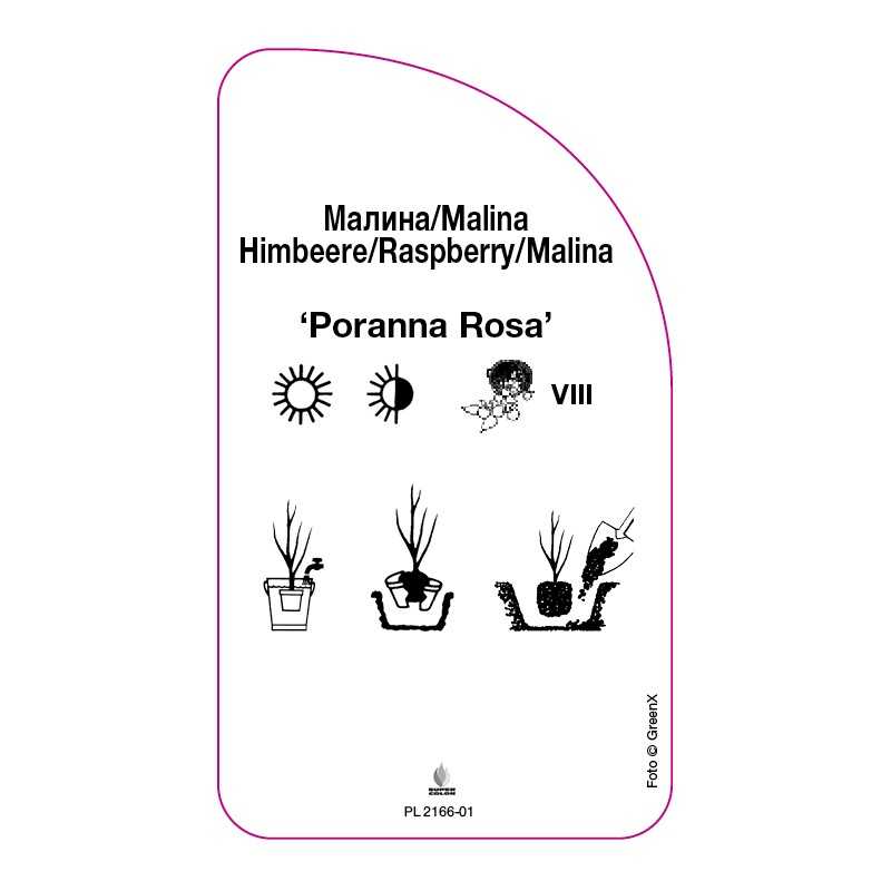 malina-zolta-poranna-rosa-0