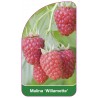 malina-willamette-1