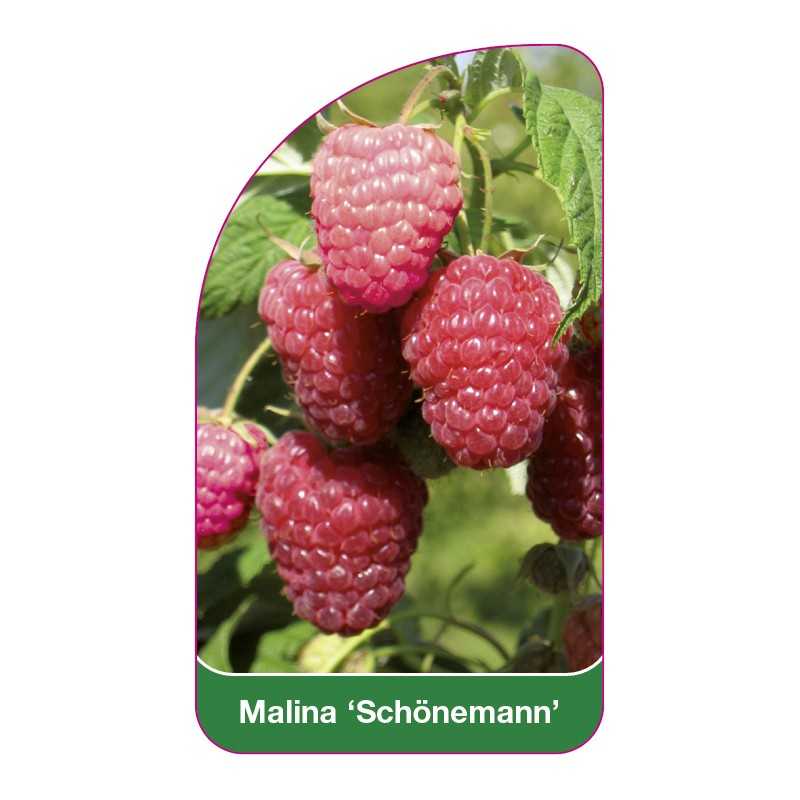 malina-schonemann-1