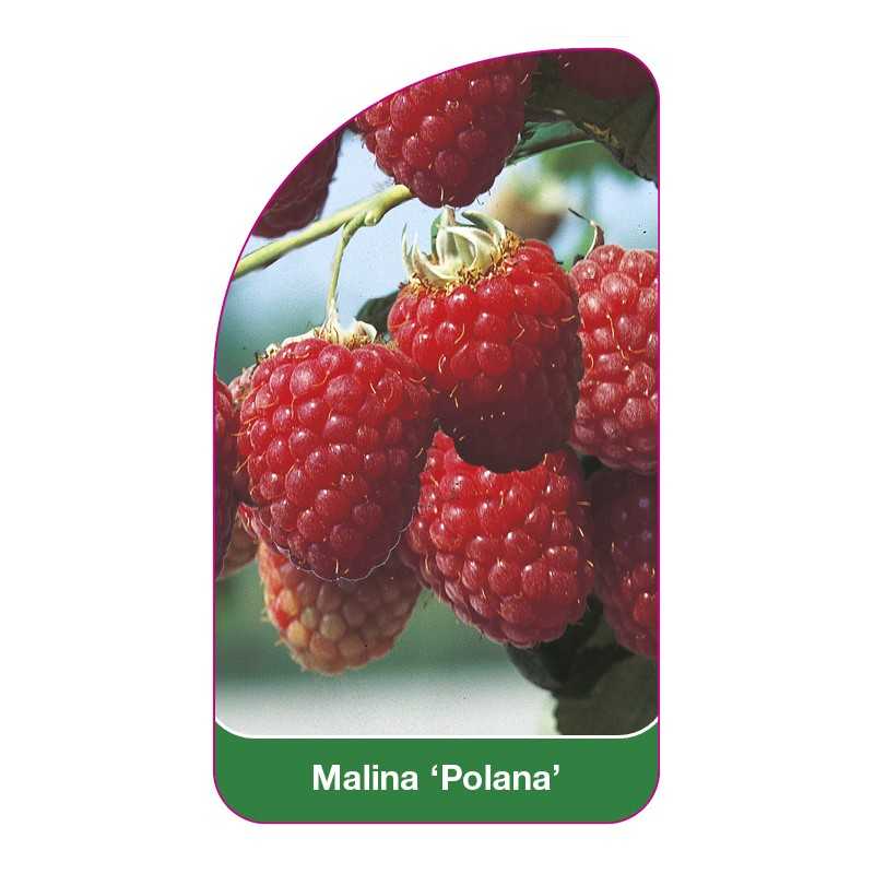 malina-polana-1