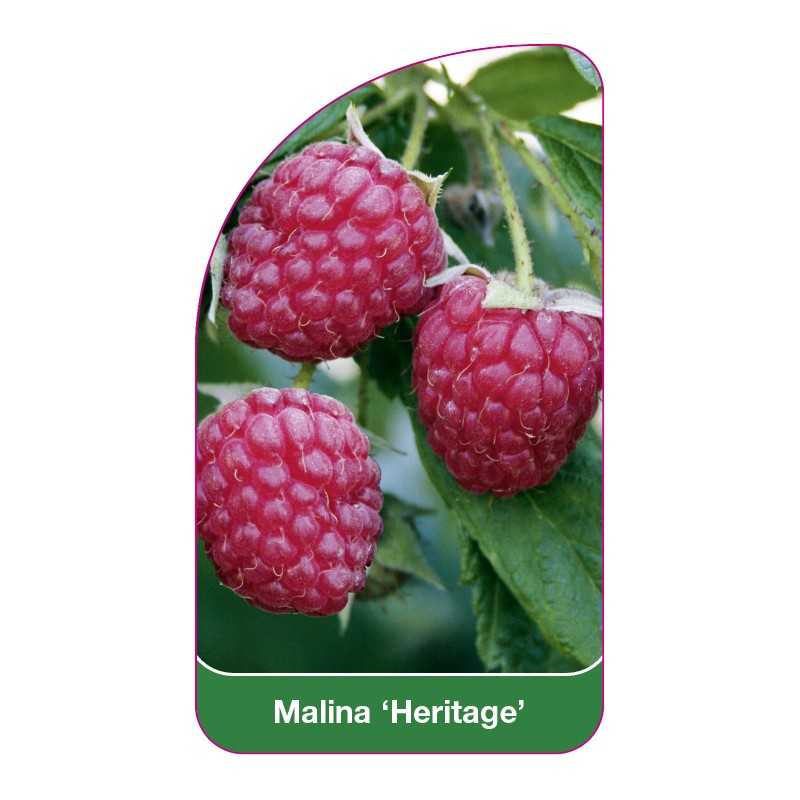 malina-heritage-1