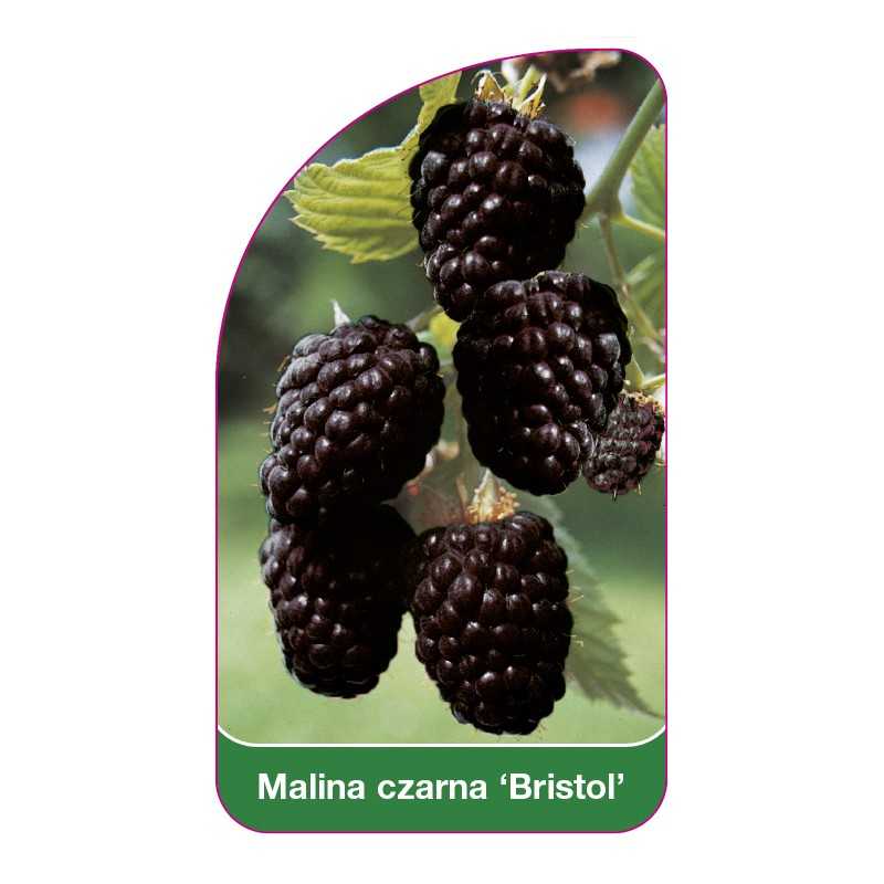 malina-czarna-bristol-1