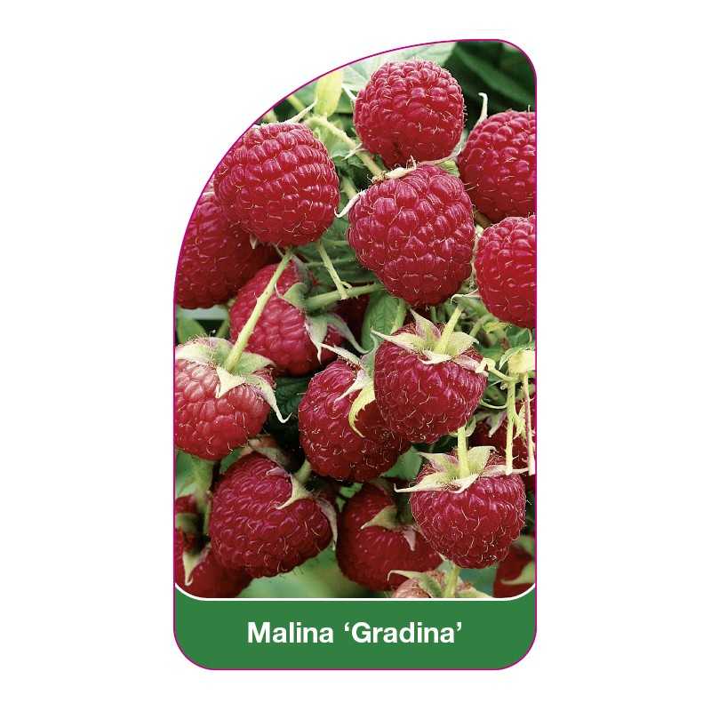 malina-gradina-1