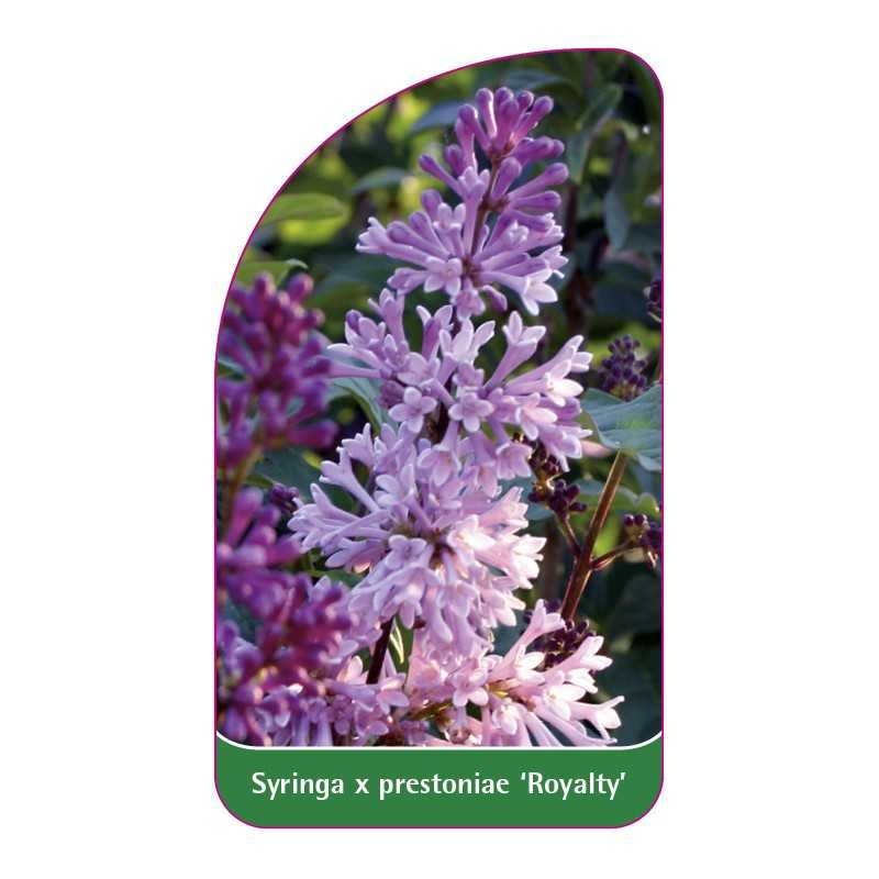 syringa-x-prestoniae-royalty-1