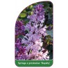 syringa-x-prestoniae-royalty-1