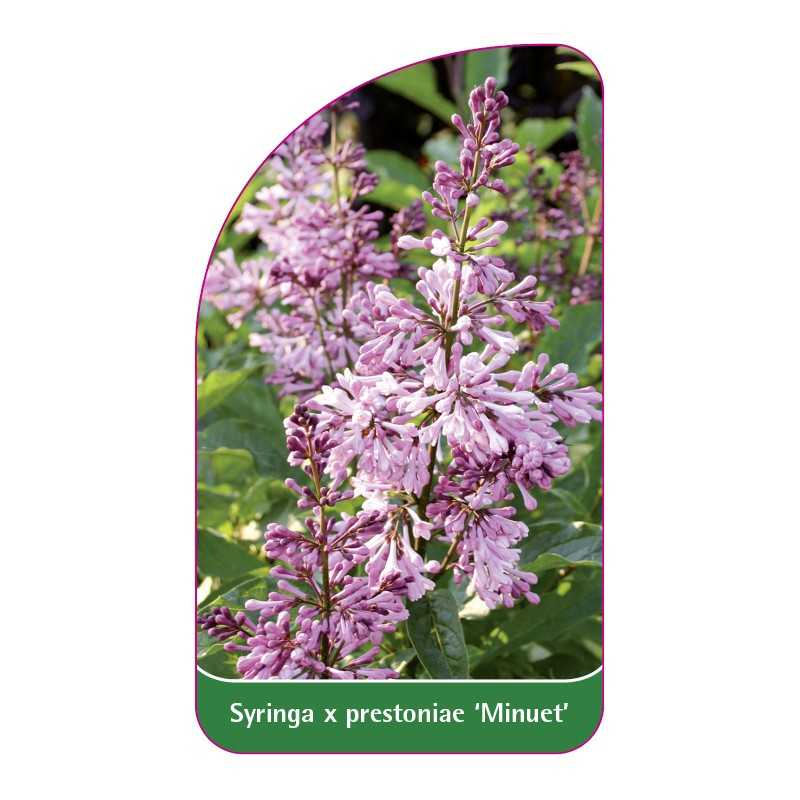 syringa-x-prestoniae-minuet-1