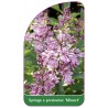 syringa-x-prestoniae-minuet-1