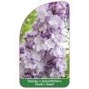 syringa-x-hyacinthiflora-clark-s-giant-standard1