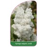 syringa-vulgaris-weiss-a1