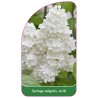 syringa-vulgaris-weiss-b1