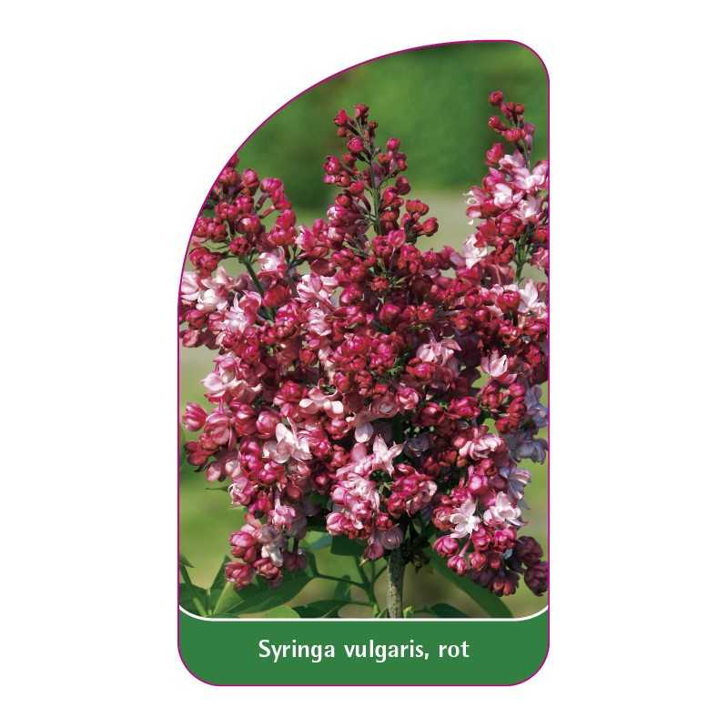 syringa-vulgaris-rot1