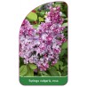 syringa-vulgaris-rosa1